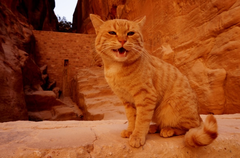 Cute orange cat meowing whilst visiting Petra, Jordan blending into the natural landscapes and scenery 