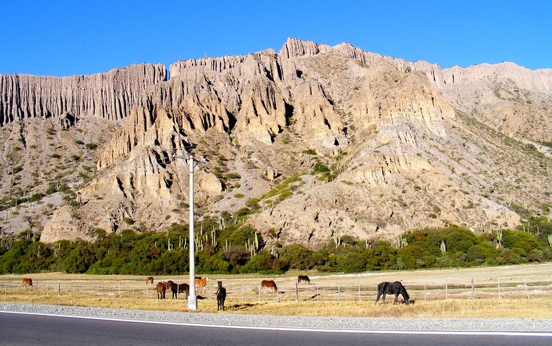 Day trip to Jujuy, Argentina with horses grazing on the side of the road and mountains in the background providing for an epic scene 
