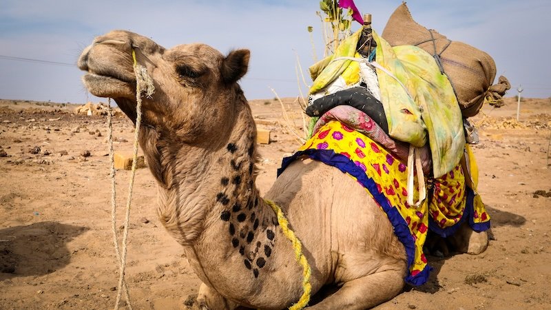 Decorated camel resting on the golden sands of the Thar Desert near Jaisalmer, India, wearing a colorful saddle blanket and gear used for desert safaris
