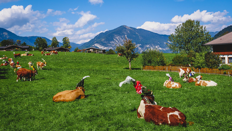 Decorated cows taking part in the Almabtrieb scenic shot in the Austrian Alps on a gorgeous day 