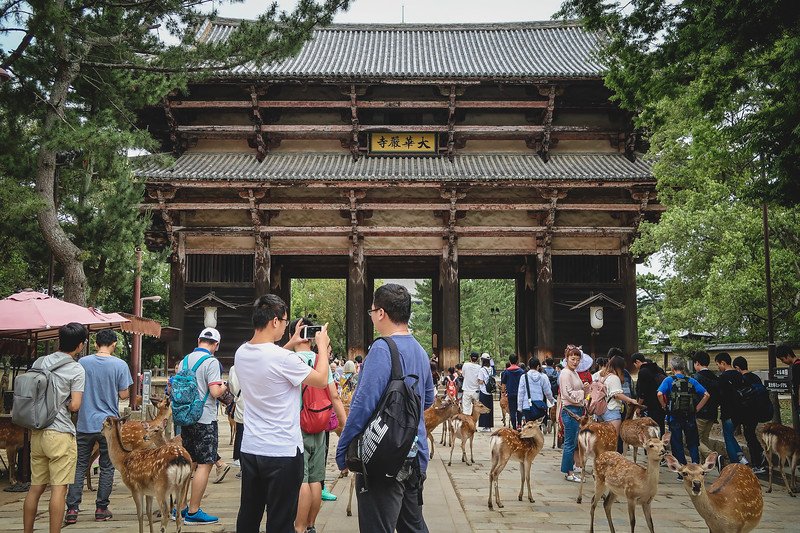 Deer roaming in Nara Park with tourists snapping photos by temple gates is a common scene on your day trip in Japan Deer roaming in Nara Park with tourists snapping photos by temple gates is a common scene on your day trip in Japan