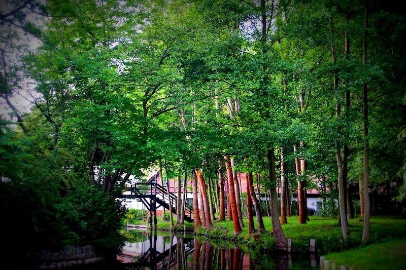 Dense forest with trees and nature is a big part of visiting Spreewald, Germany Dense forest with trees and nature is a big part of visiting Spreewald, Germany