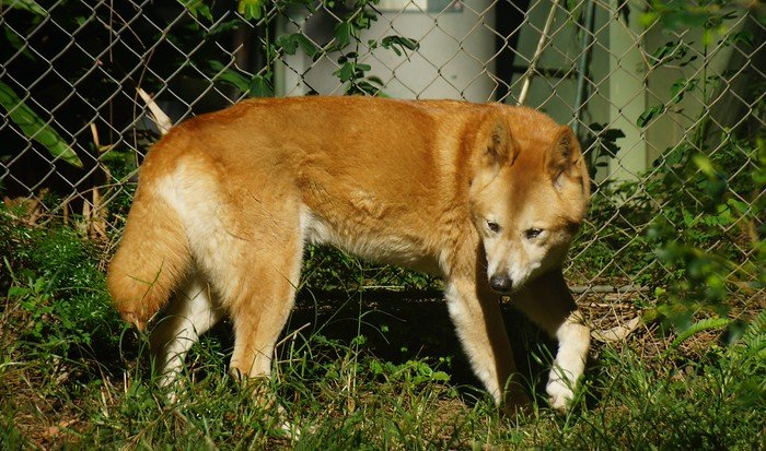 A dingo walking through the grassy enclosure at the Currumbin Wildlife Sanctuary on the Gold Coast, Australia, showcasing its sandy coat and alert posture in a naturalistic setting