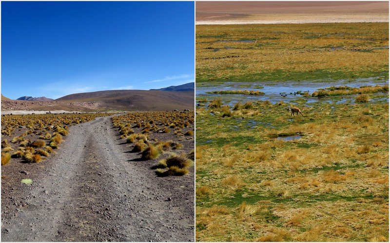 Dirt road through high-altitude plains and vicuña grazing near wetlands on the way to El Tatio Geysers in the Atacama Desert, Chile