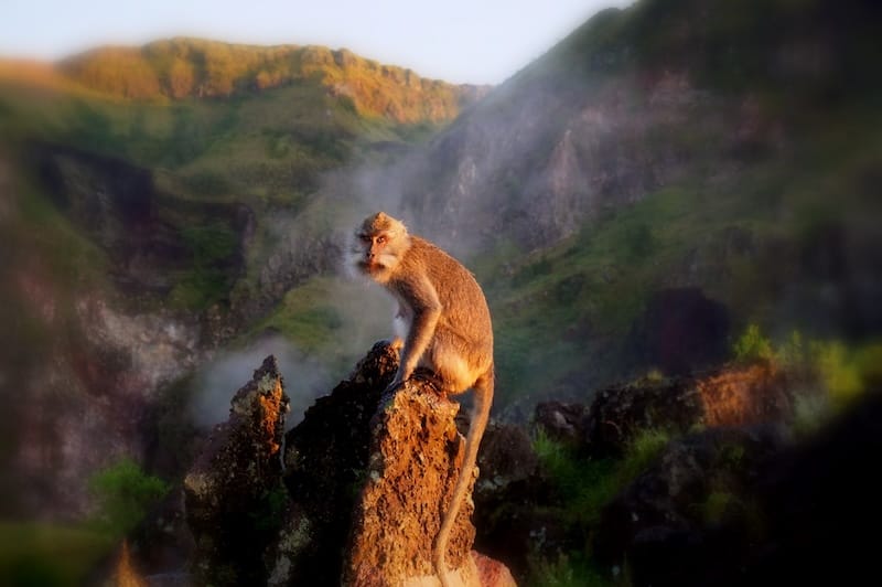 Distinct monkey at the top of Mount Batur visiting Bali, Indonesia 