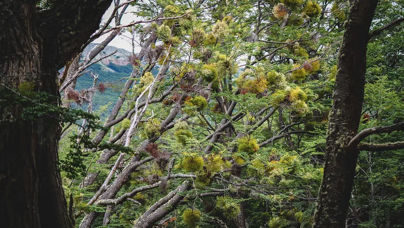 Distinct vegetation in Tierra del Fuego Distinct vegetation in Tierra del Fuego