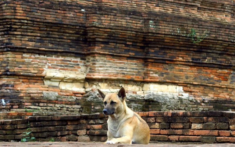 Dog chilling out by an ancient Thai temple in Chiang Mai, Thailand 