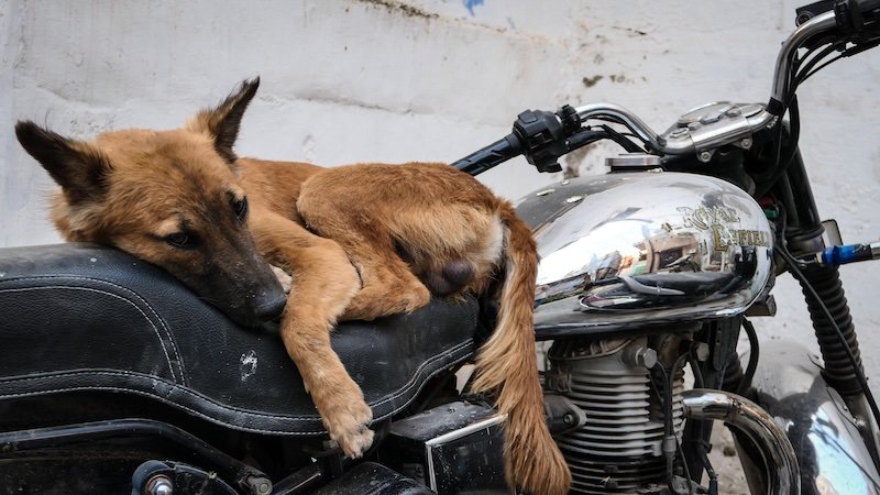 Dog sleeping on a motorcycle in Jodhpur, India 