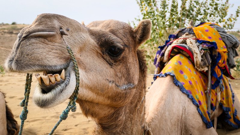 Doing a desert safari in the Thar Desert with close up views of my camel and its gnarly teeth in Jaisalmer