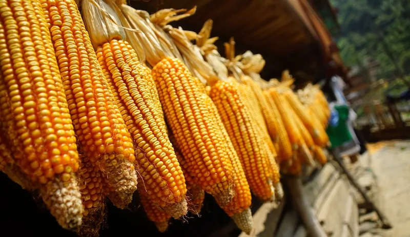 Dried corn drying in the sun in Longji, China 
