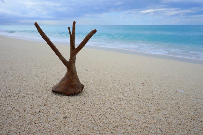 A small piece of driftwood shaped like branching antlers stands upright in the soft golden sand with turquoise waves rolling ashore in the background on a tranquil beach in Cayo Santa María, Cuba, found during an afternoon of beachcombing