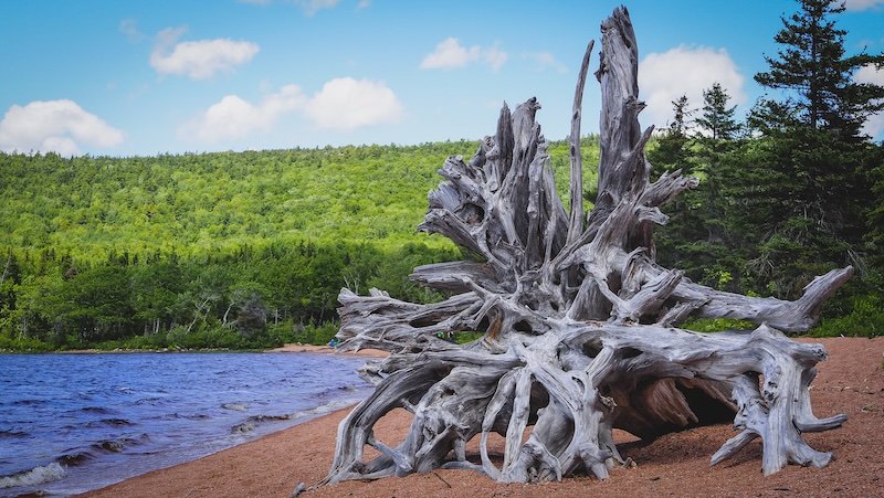 A massive weathered driftwood tree root lies on the sandy shore of Warren Lake, backed by forested green hills and gentle waves under a bright summer sky in Cape Breton Highlands National Park along the scenic Cabot Trail in Nova Scotia