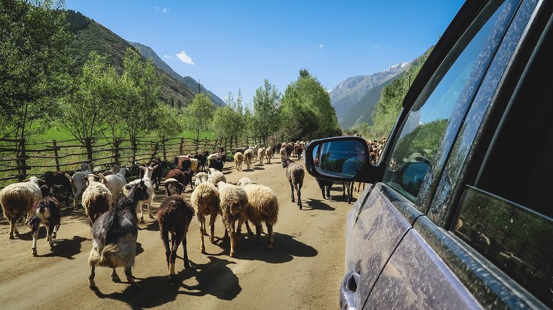 Driving rural roads on the way to Karakol where encountering herds of goats is a common experience in Kyrgyzstan 