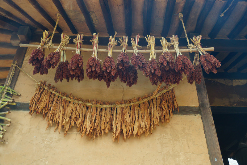 Drying leaves, flowers, and corn at the Korean Folk Village in South Korea hanging out neatly displayed in traditional manner