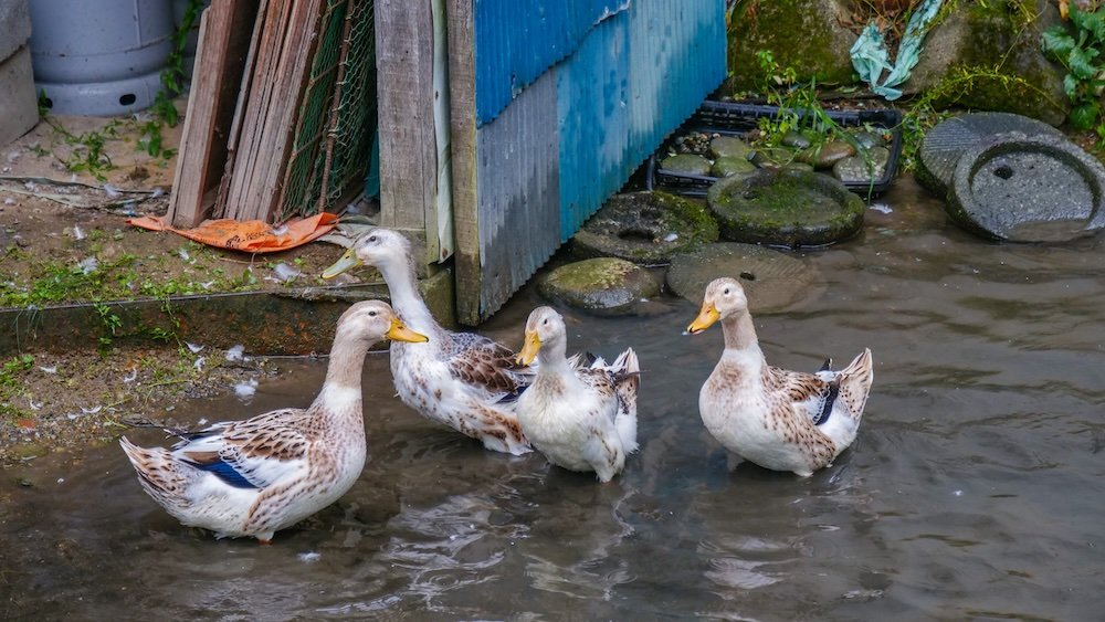 Ducks splashing around on our day trip to Kiyotsu Gorge, Japan Ducks splashing around on our day trip to Kiyotsu Gorge, Japan