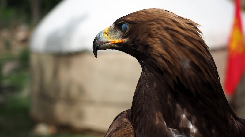 Eagle in Kyrgyzstan macro details 
