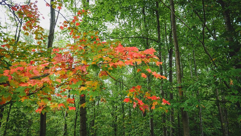 Brilliant red and orange maple leaves emerging among lush green forest trees, capturing the first signs of autumn foliage in Sutton, Quebec, during a getaway in the Eastern Townships