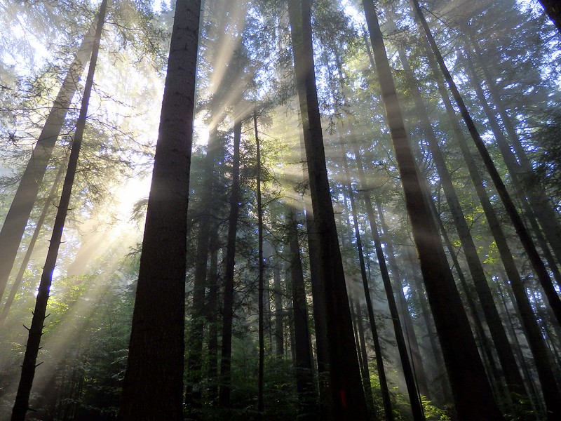 Early morning sunlight in Ceahlău National Park, Romania shining through the trees which appear as silhouettes as an artistic shot