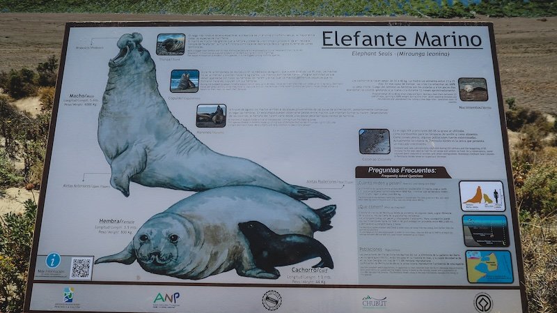 Informative interpretive sign about elephant seals (Elefante Marino) at Península Valdés, Argentina, showing illustrated male, female, and pup, plus facts about their size, behavior, and habitat. The sign overlooks the windswept Patagonian coastline