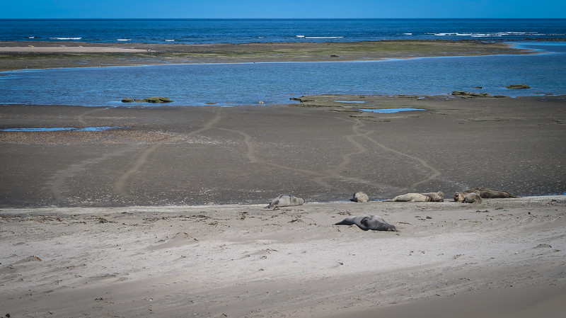 Elephant seals at Punta Delgada on Peninsula Valdes in Patagonia, Argentina