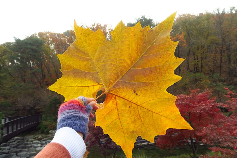 Enjoying the autumn colours with a giant yellow leaf in hand hiking in Seoul, Korea 