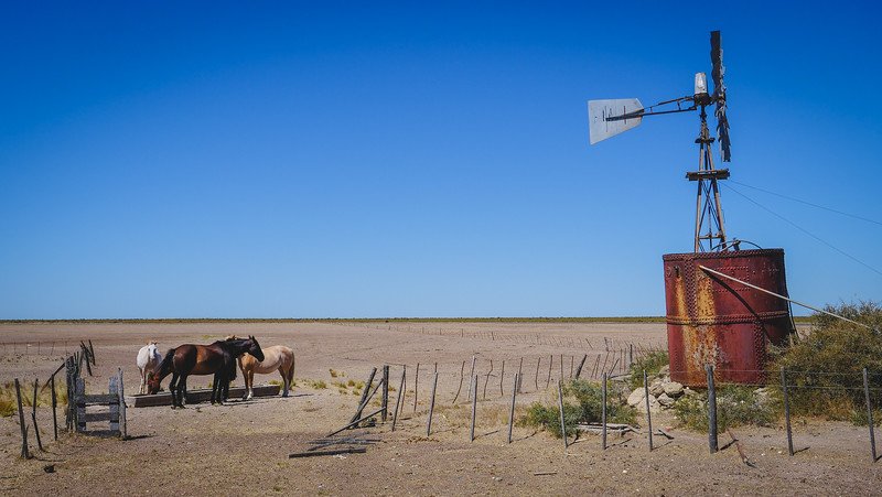 Horses gather near a rustic windmill and water tank at Estancia San Lorenzo on Península Valdés, Argentina. The dry Patagonian steppe stretches endlessly under a vivid blue sky, capturing the region’s rural charm and tranquil estancia atmosphere