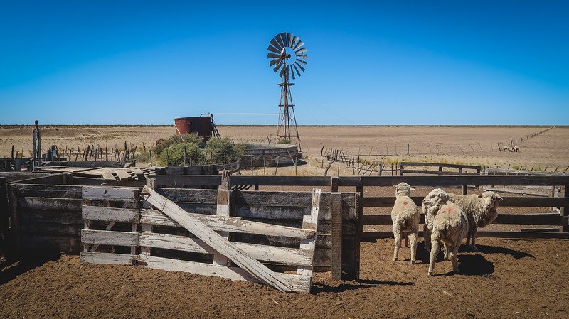 Sheep standing in a rustic wooden corral under the bright Patagonian sun at Estancia San Lorenzo on Península Valdés, Argentina. A traditional windmill rises in the background, capturing the region’s rural charm and agricultural heritage on this working estancia