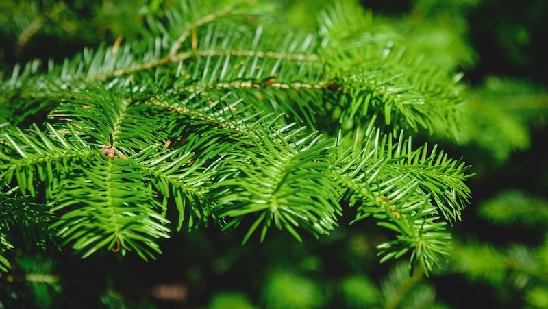 A close-up of vibrant green spruce needles glowing in the summer sunlight, capturing the lush evergreen forest scenery found along the Cabot Trail in Cape Breton Highlands National Park, Nova Scotia