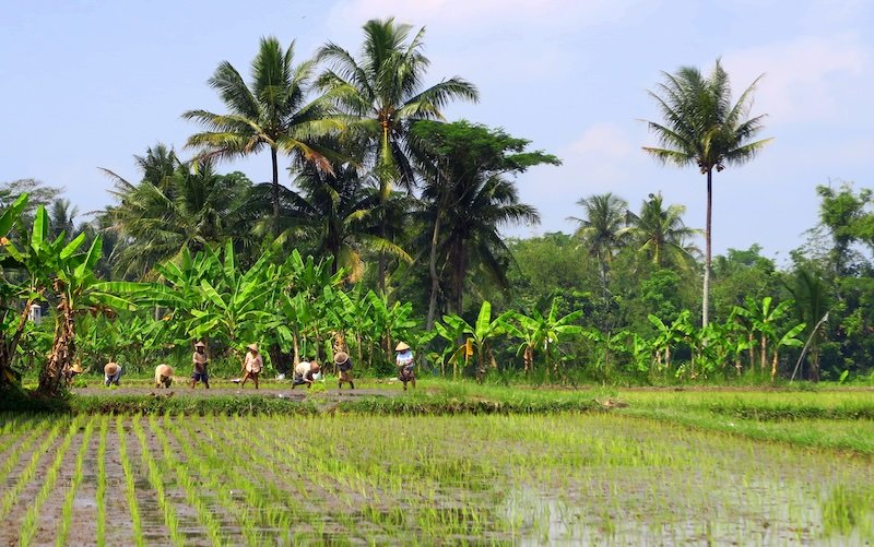 Farmers wearing conical hats working the rice fields in rural Indonesia 