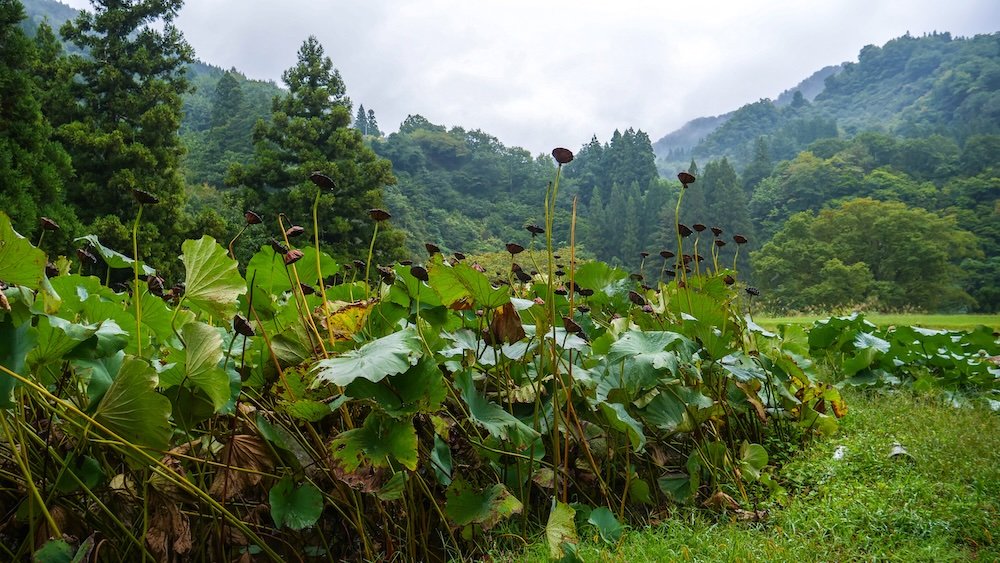 Farmland meets forest on a day trip to Kiyotsu Gorge in Japan Farmland meets forest on a day trip to Kiyotsu Gorge in Japan