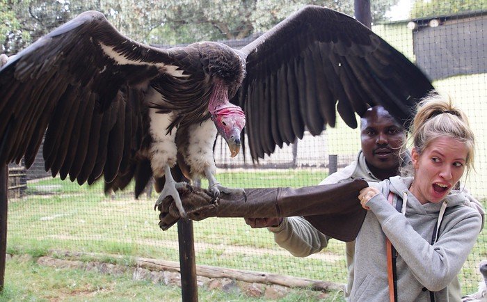 Feeding a vulture with an incredible wingspan in South Africa is a very nervous That Backpacker Audrey Bergner reacting a bit scared and in shock