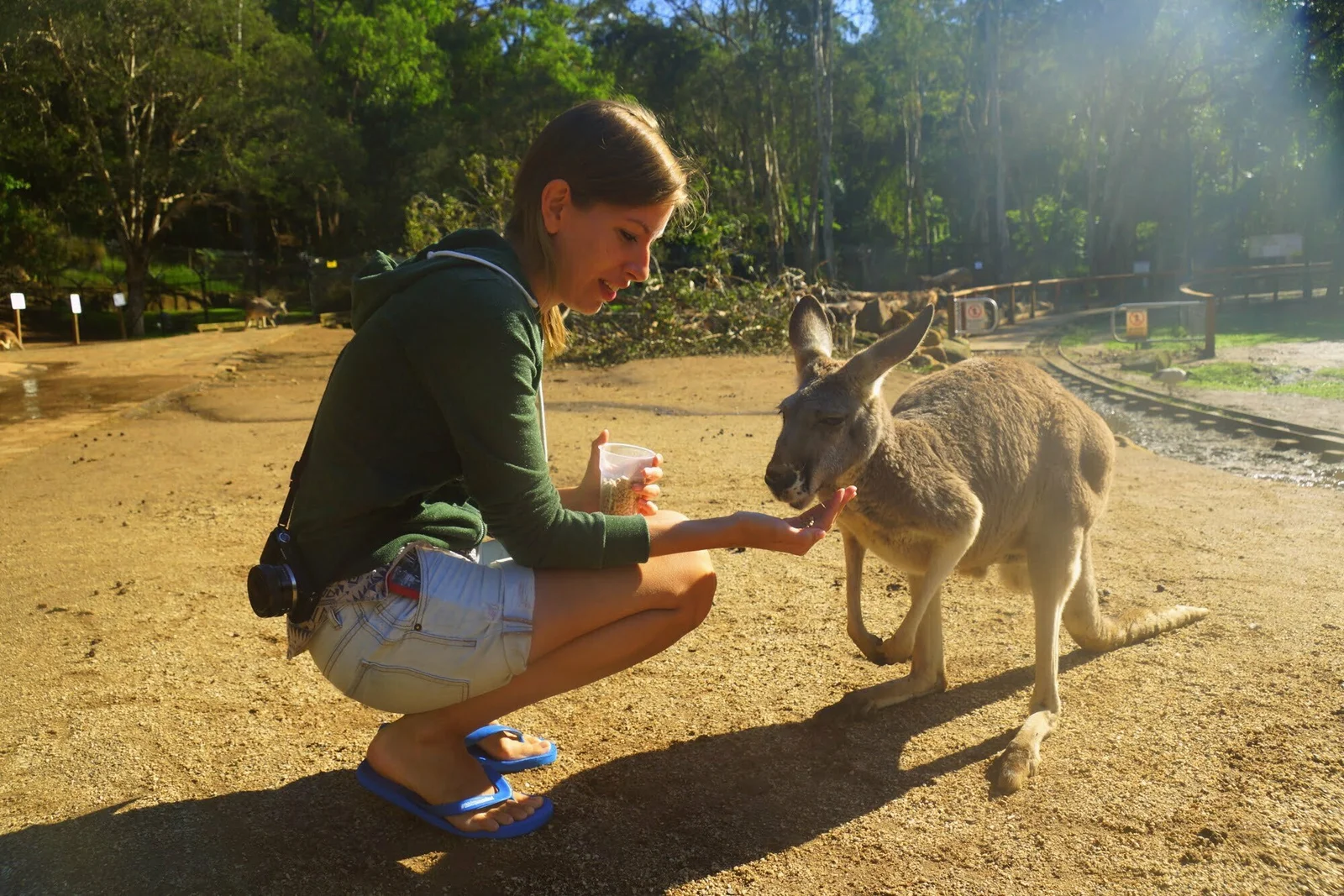 That Backpacker Audrey Bergner feeding a friendly kangaroo from her hand under the warm sun at the Currumbin Wildlife Sanctuary on the Gold Coast, Australia