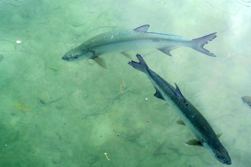 Feeding tarpon at Robbie's Marina as they swam around visiting Florida Keys 