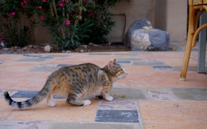 Feeding this cat scraps of food for breakfast at our eco lodge in Jordan 