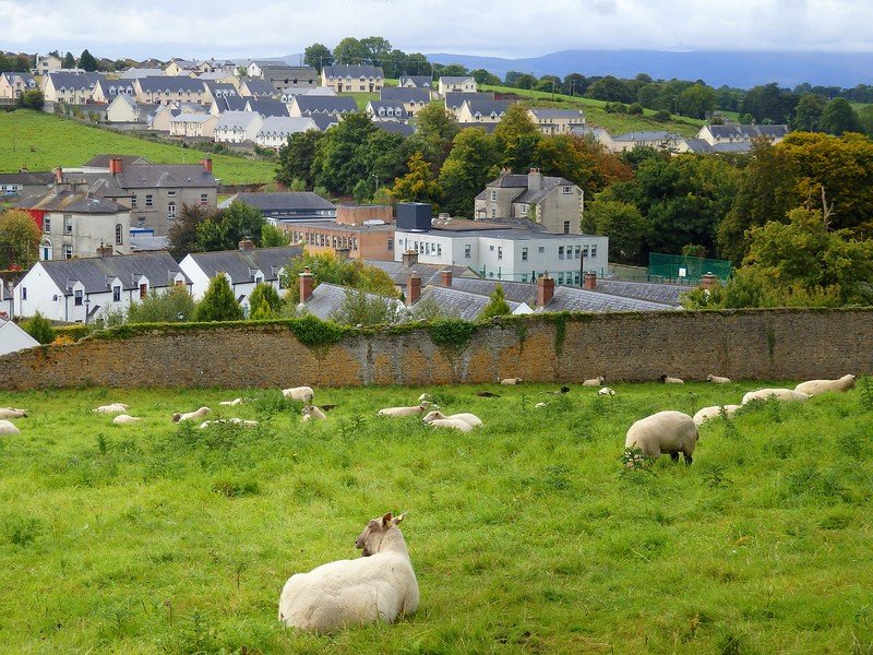 Fields of sheep in Ireland with the classic rural views in the foreground mixed with houses in the background