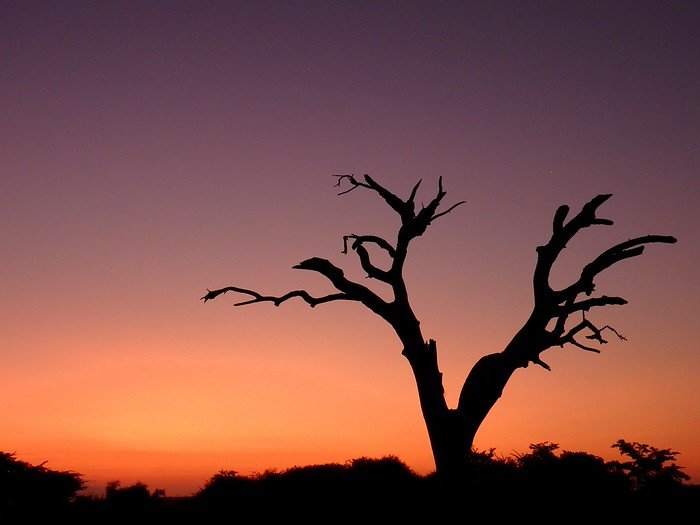Fiery sunset in South Africa whilst on safari in Kruger National Park with a beautiful barren tree silhouette framing the scene 