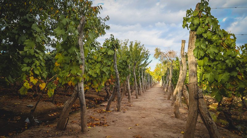 A scenic view down a row of 100-year-old grapevines at Finca Adalgisa, a charming wine hotel and vineyard in Mendoza, Argentina, showcasing rustic wooden trellises and vibrant green leaves under a partly cloudy sky during a peaceful stroll