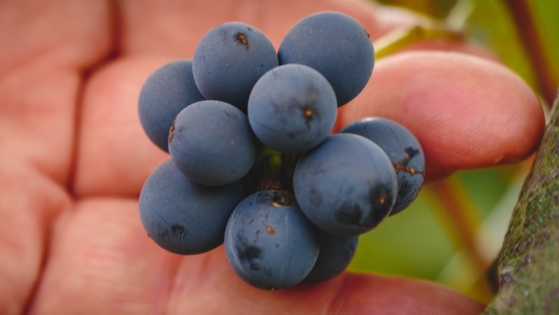 A close-up macro of a cluster of deep purple grapes held gently in a hand at Finca Adalgisa in Mendoza, Argentina. The detailed shot highlights the grape skin texture and rich color, showcasing the vineyard’s harvest up close