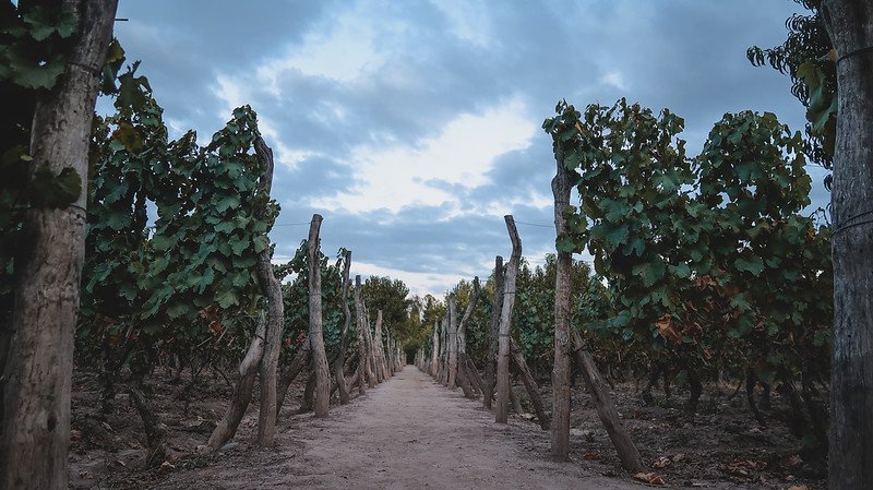 A peaceful view of the vineyard rows at Finca Adalgisa in Mendoza, Argentina, captured at dusk. The wooden stakes and lush vines frame a dirt path leading toward the horizon under a dramatic evening sky, creating a tranquil wine country scene