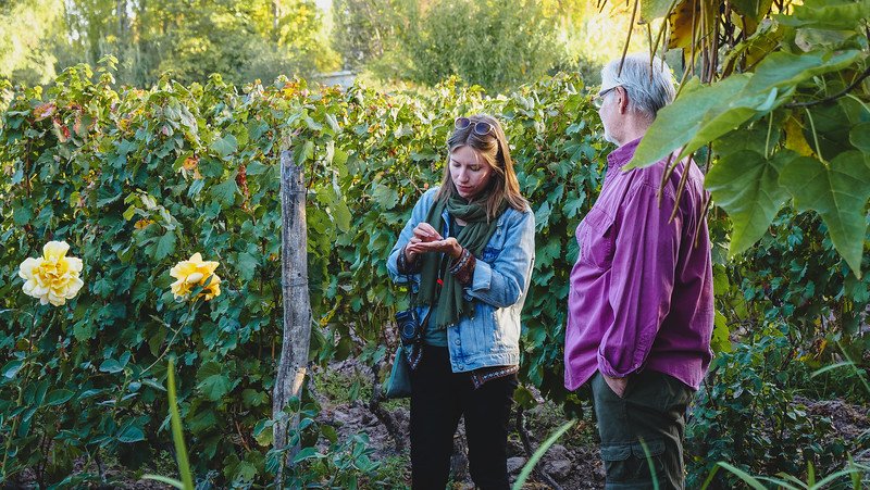 Audrey Bergner of That Backpacker and her father, Daniel Bergner, touring the vineyard at Finca Adalgisa in Mendoza, Argentina. Audrey examines a handful of freshly picked grapes while surrounded by lush vines and blooming yellow roses on a sunny day