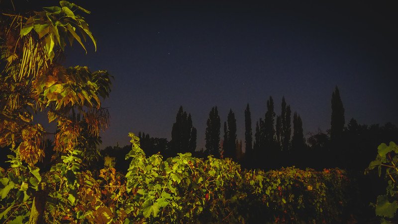 A nighttime view of the vineyards at Finca Adalgisa in Mendoza, Argentina, illuminated under a starry sky. Silhouetted poplar trees line the horizon while vines and tropical foliage are softly lit in the foreground, creating a serene evening scene