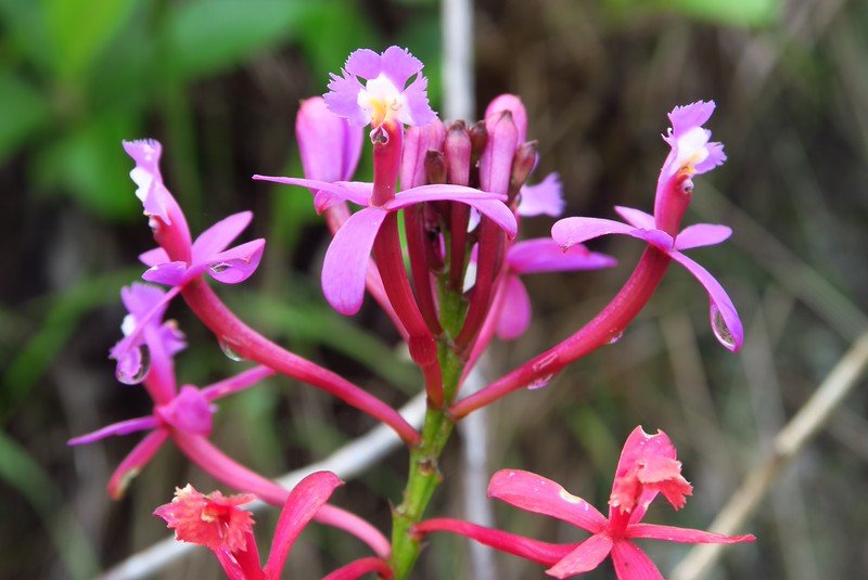 Flowers on the Inca Trail come in weird and wonderful shapes offering unique experiences for hikers in Peru