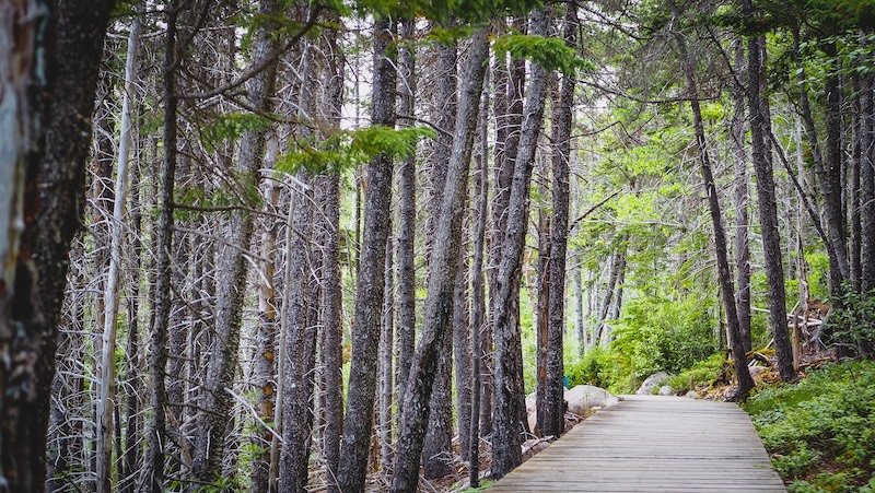 A peaceful wooden boardwalk winds through a dense forest of tall, slender evergreen trees along a hiking trail in Cape Breton Highlands National Park, offering a tranquil nature escape on the scenic Cabot Trail in Nova Scotia