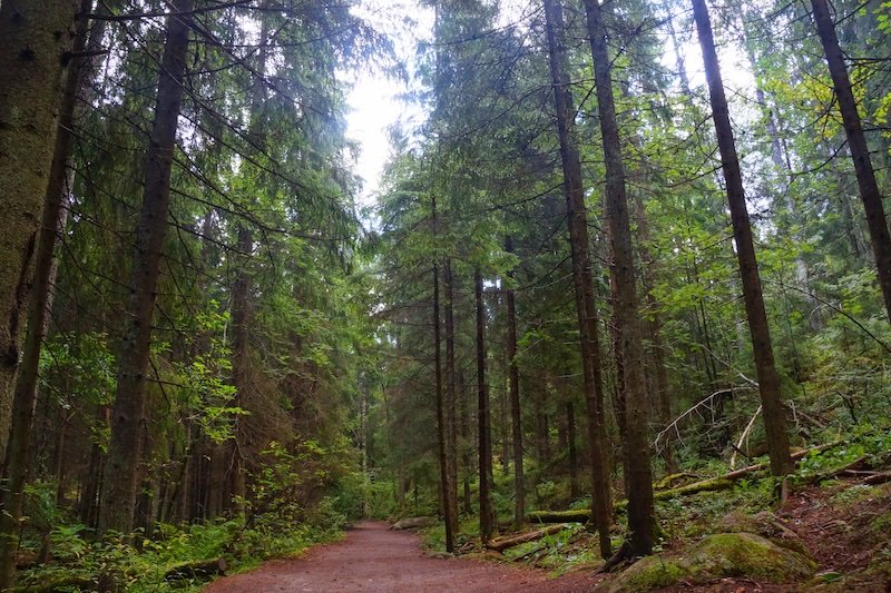 Forest trail path in Nuuksio National Park as an outdoor adventure in Finland 