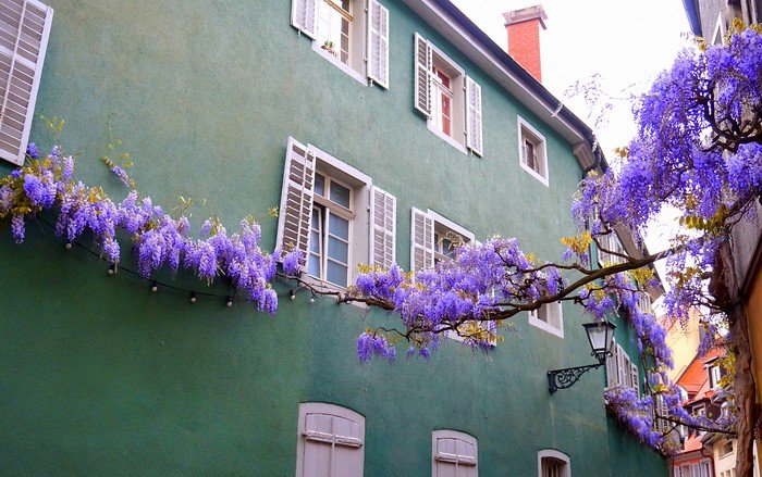 Street view in Freiburg, Germany during spring, featuring purple wisteria flowers blooming along pastel green historic buildings with open shutters and a hanging lantern, creating a colorful and lively scene in the old town.