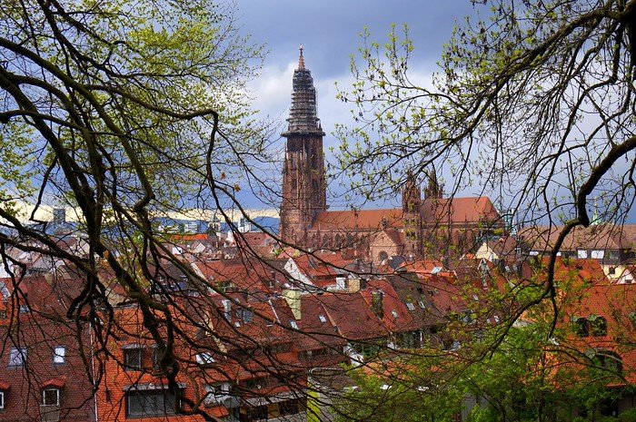 Freiburg Minster in Freiburg, Germany, with its tall Gothic tower standing above the red rooftops of the old town, framed by tree branches and greenery under a cloudy sky, showcasing the city’s most iconic and historic cathedral