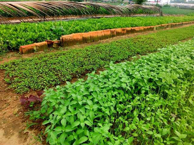Fresh herbs at Tra Que Herb Village north of Hoi An, Vietnam beautifully arranged in a lush green garden