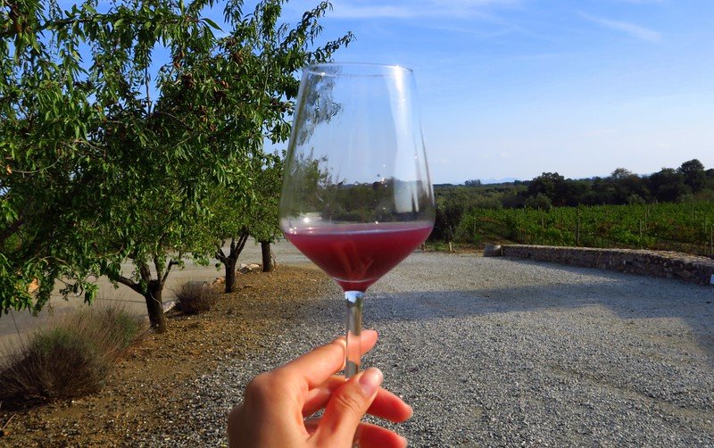 A hand holding a glass of freshly stomped grape juice at La Vinyeta winery in Costa Brava, Spain, with vineyards and countryside views in the background, capturing the authentic wine-making experience of tasting grape juice straight from the harvest