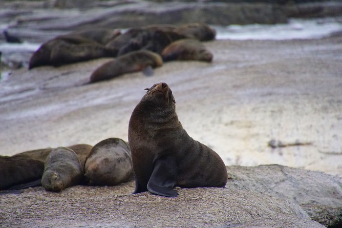Fur seal colony in South Africa with one standing tall and the others flopping on the ground