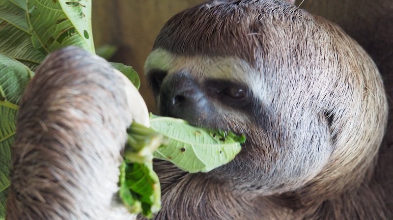 Getting up close and intimate with a sloth on our Amazon Cruise trip in Peru Getting up close and intimate with a sloth on our Amazon Cruise trip in Peru